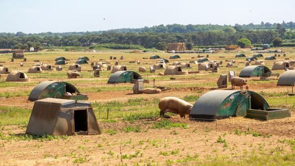 This British farm is running AI on pig…